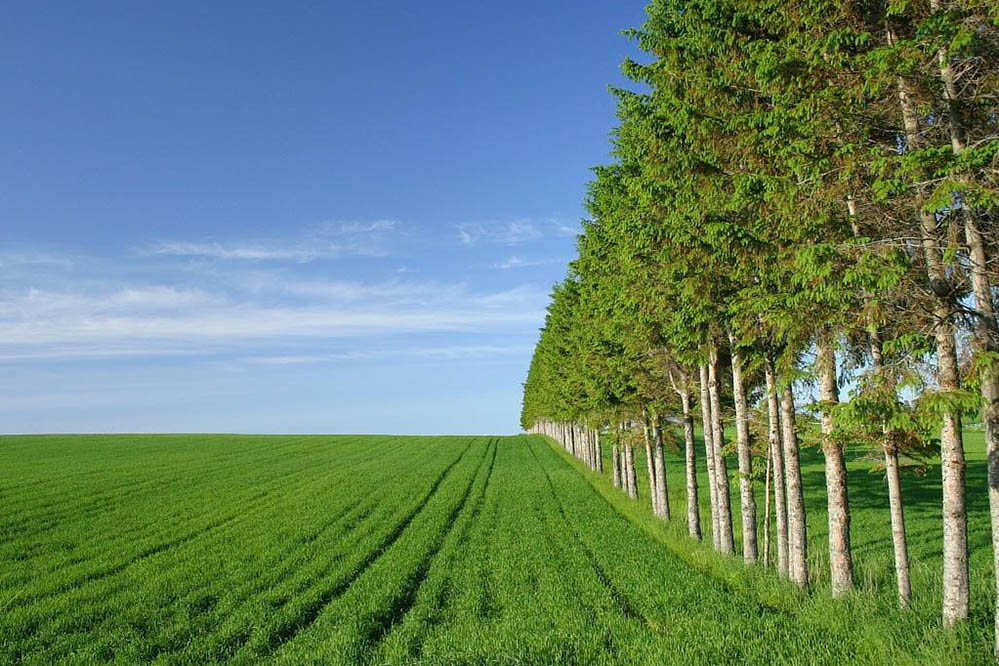 農業節(jié)水灌溉-防風林